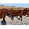 Image 6 : Pickett Ranching - 765# Heifers - 80 head (Gem, AB)