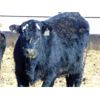 Image 6 : Leon Torkelson - 825# Steers - 76 Head (Millicent, AB)