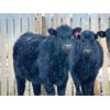 Image 1 : Culligan Ranching - 725# Heifers - 65 Head (Maple Creek, SK)