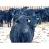 Image 4 : Culligan Ranching - 725# Heifers - 65 Head (Maple Creek, SK)