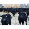 Image 5 : Culligan Ranching - 725# Heifers - 65 Head (Maple Creek, SK)