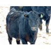 Image 6 : Culligan Ranching - 725# Heifers - 65 Head (Maple Creek, SK)
