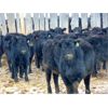 Image 3 : Culligan Ranching  - 640# Heifers - 90 Head (Maple Creek, SK)