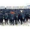 Image 4 : Culligan Ranching  - 640# Heifers - 90 Head (Maple Creek, SK)