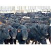 Image 5 : Culligan Ranching  - 640# Heifers - 90 Head (Maple Creek, SK)