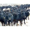 Image 6 : Culligan Ranching  - 640# Heifers - 90 Head (Maple Creek, SK)