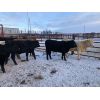 Image 1 : Ted Unruh - 700# Heifers - 62 Head (Cromer, MB)