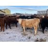 Image 2 : Ted Unruh - 700# Heifers - 62 Head (Cromer, MB)