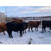 Image 5 : Ted Unruh - 700# Heifers - 62 Head (Cromer, MB)
