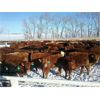 Image 4 : Quarter Circle X Ranch - 716# Steers - 141 Head (Madden, AB)