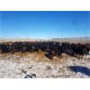 Image 2 : Cattleland Feedyards - 900# Steers - 180 Head (Strathmore, AB)