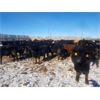 Image 3 : Cattleland Feedyards - 900# Steers - 180 Head (Strathmore, AB)
