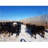 Image 4 : Cattleland Feedyards - 900# Steers - 180 Head (Strathmore, AB)