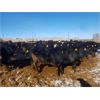 Image 5 : Cattleland Feedyards - 900# Steers - 180 Head (Strathmore, AB)