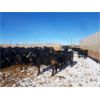 Image 6 : Cattleland Feedyards - 900# Steers - 180 Head (Strathmore, AB)