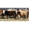 Image 3 : Kertan Farms - 725# Steers - 85 Head (St. Breuix, SK)