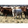 Image 5 : Kertan Farms - 725# Steers - 85 Head (St. Breuix, SK)