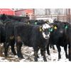 Image 6 : Joe Waldner - 750# Heifers - 76 Head (Jenner, AB)