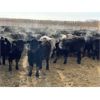 Image 3 : J-5 Johnson Enterprises - 925# Steers - 260 Head (Lundar, MB)