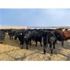 Image 6 : J-5 Johnson Enterprises - 925# Steers - 260 Head (Lundar, MB)