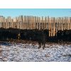 Image 3 : Roseburn Ranches Customer - 975# Heifers - 142 Head (High River, AB)