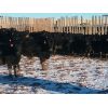 Image 4 : Roseburn Ranches Customer - 975# Heifers - 142 Head (High River, AB)