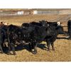 Image 2 : Midpoint Farms - 1050# Steers - 120 Head (Drayton Valley, AB)