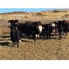 Image 3 : Midpoint Farms - 1050# Steers - 120 Head (Drayton Valley, AB)