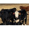 Image 6 : Midpoint Farms - 1050# Steers - 120 Head (Drayton Valley, AB)