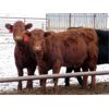 Image 3 : Darren Wagner - 875# Heifers - 140 Head (Lancer, SK)