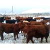 Image 5 : Dennis & Barb Holmes - 765# Steers - 81 Head (Cochrane, AB)