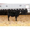 Image 3 : G & B Farms (Gordon and Colin Adams) -  660# Steers - 95 Head (Deloraine, MB)