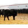 Image 4 : G & B Farms (Gordon and Colin Adams) -  660# Steers - 95 Head (Deloraine, MB)