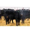 Image 5 : G & B Farms (Gordon and Colin Adams) -  660# Steers - 95 Head (Deloraine, MB)