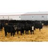 Image 6 : G & B Farms (Gordon and Colin Adams) -  660# Steers - 95 Head (Deloraine, MB)