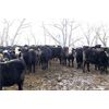 Image 2 : Ramage Land and Cattle - 600# Heifers - 100 Head (Fairlight, SK)