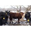 Image 4 : Ramage Land and Cattle - 600# Heifers - 100 Head (Fairlight, SK)
