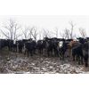 Image 5 : Ramage Land and Cattle - 600# Heifers - 100 Head (Fairlight, SK)