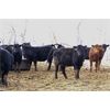 Image 6 : Ramage Land and Cattle - 600# Heifers - 100 Head (Fairlight, SK)