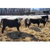 Image 2 : Bircham Ranch - 840# Steers - 145 Head (Piapot, SK)