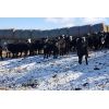 Image 3 : Bircham Ranch - 840# Steers - 145 Head (Piapot, SK)