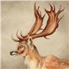 Image 2 : Martin Katon, "Fallow Deer of Europe" Original Oil Painting on Canvas, Hand Sign