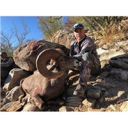 Mexico Free Range Desert Sheep Hunt Fully Guided