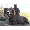 Image 2 : Mexico Free Range Desert Sheep Hunt Fully Guided