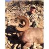 Image 3 : Mexico Free Range Desert Sheep Hunt Fully Guided