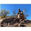 Image 2 :  Trophy Mule deer hunt in Mexico 180"-200" bucks