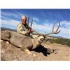 Image 3 :  Trophy Mule deer hunt in Mexico 180"-200" bucks