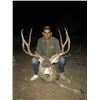 Image 4 :  Trophy Mule deer hunt in Mexico 180"-200" bucks