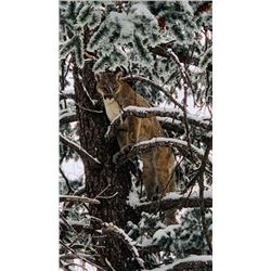  Mountain Lion Hunt in New Mexico Fully Guided
