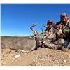 Image 2 : Trophy Coues Deer hunt in Mexico Fully Guided